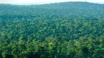 Mabira Forest