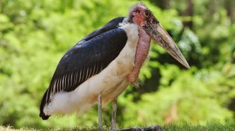 Marabou Stork