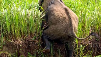 Murchison Falls Elephants