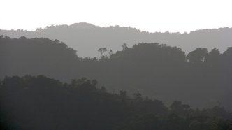 Uganda Forest