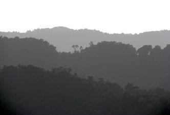 Uganda Forest