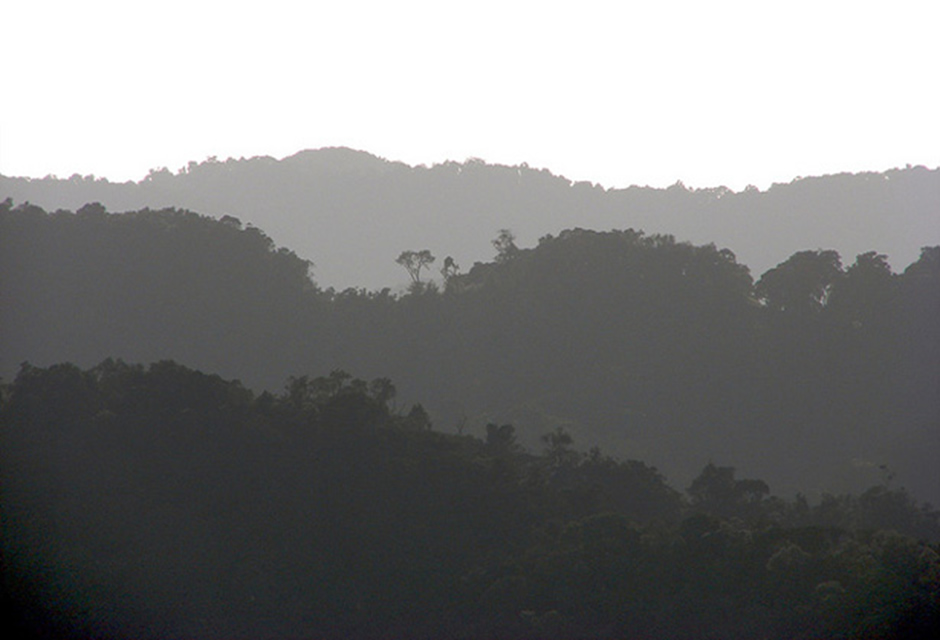 Uganda Forest