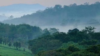 Kibale Forest